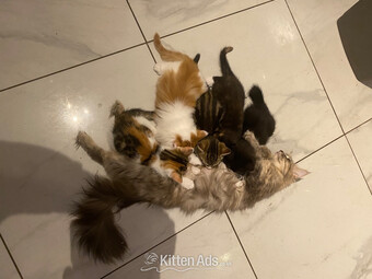 Gorgeous Maine Coon Kittens 