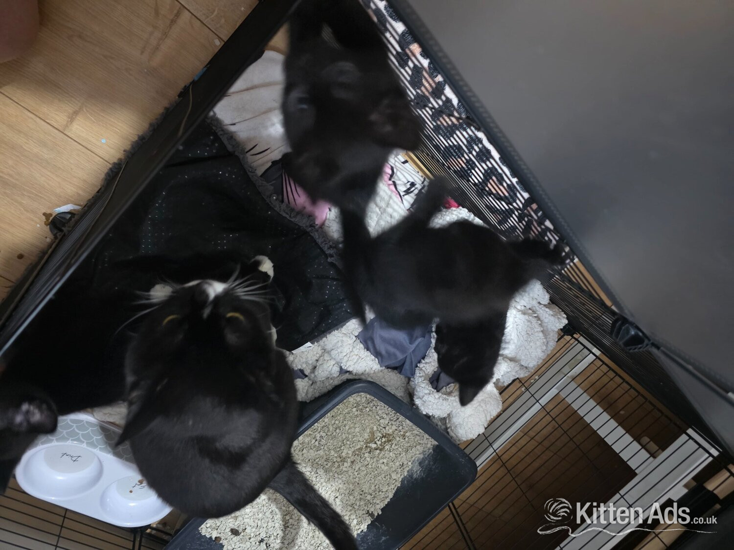 3 kittens. Black. 2 boys 1 girl in {LOCATION}