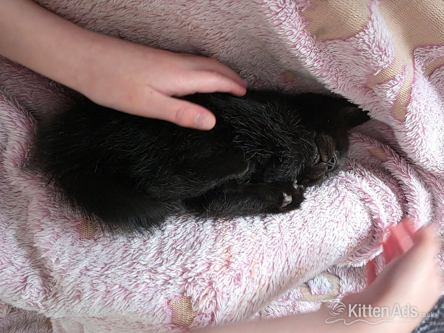 Cats and Kittens
