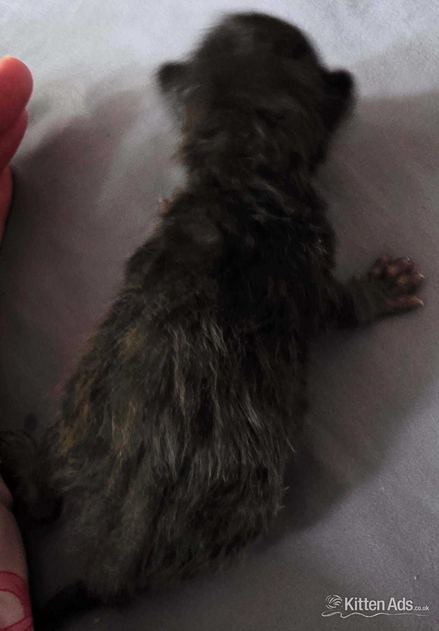  - 3 kittens. Black. 2 boys 1 girl