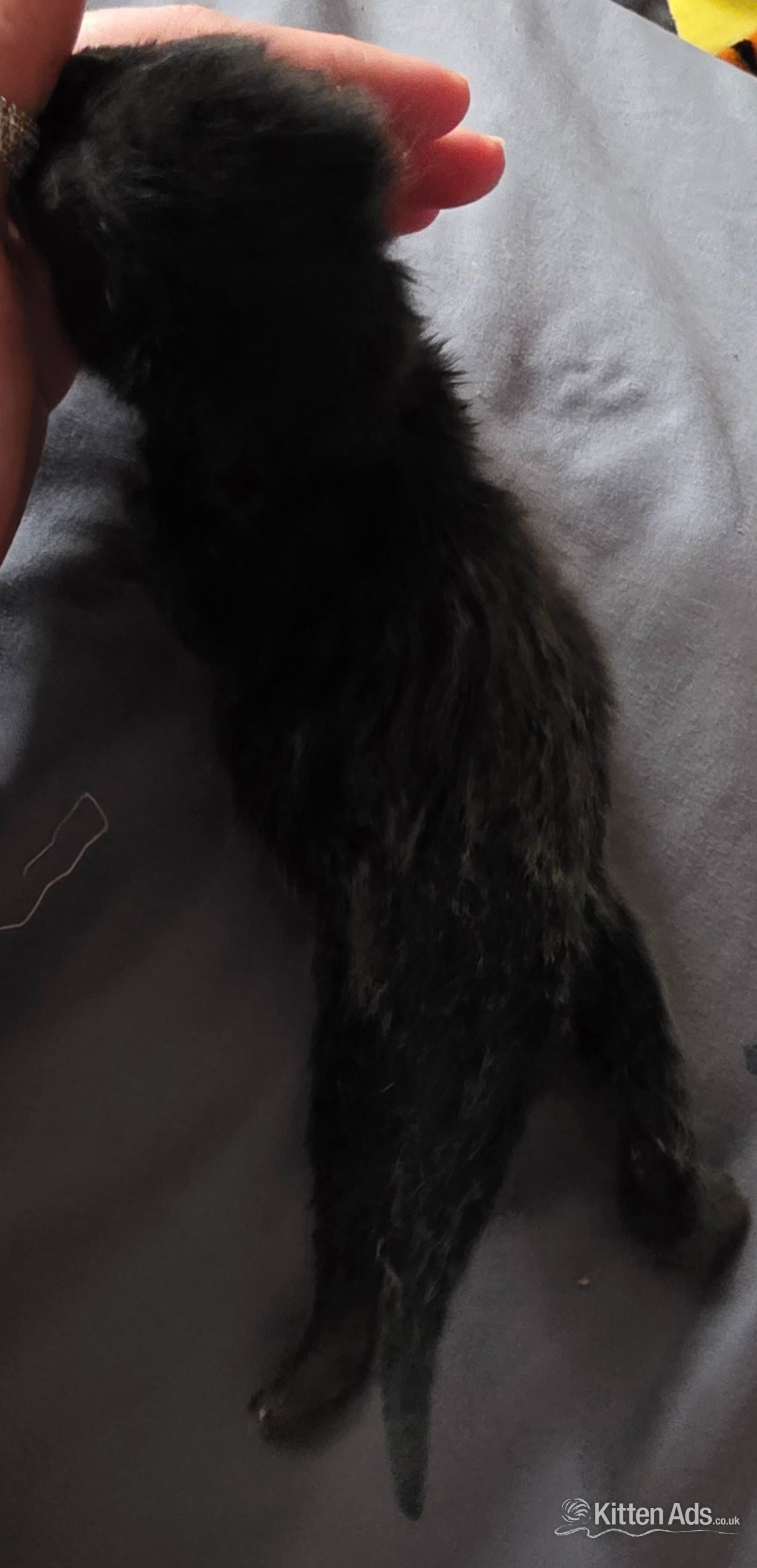 3 kittens. Black. 2 boys 1 girl - 