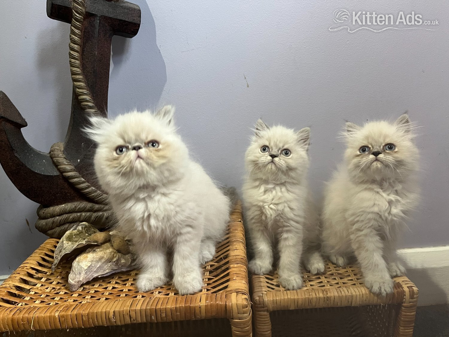 Ready Now. 3 little Persian Pirates ready to set sail in {LOCATION}