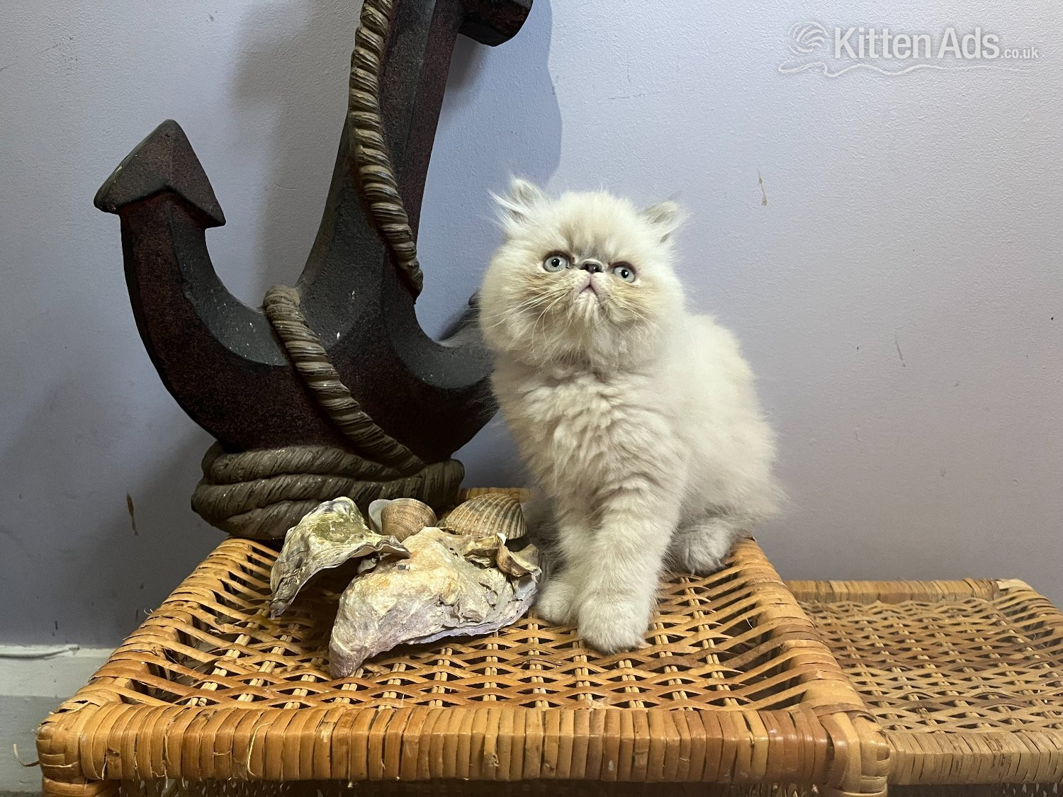 Persian Cats and Kittens