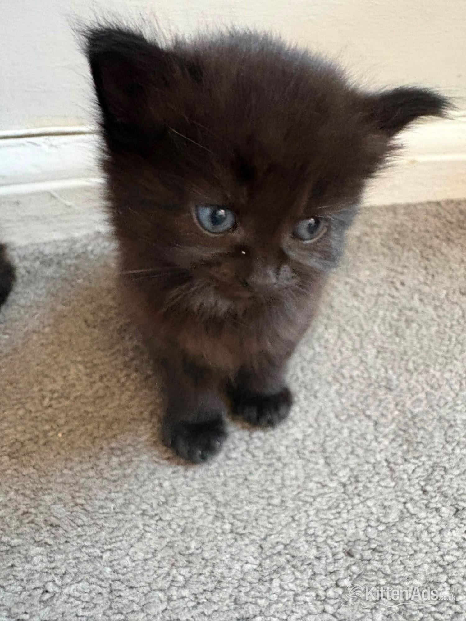 Beautiful kittens for sale  in {LOCATION}