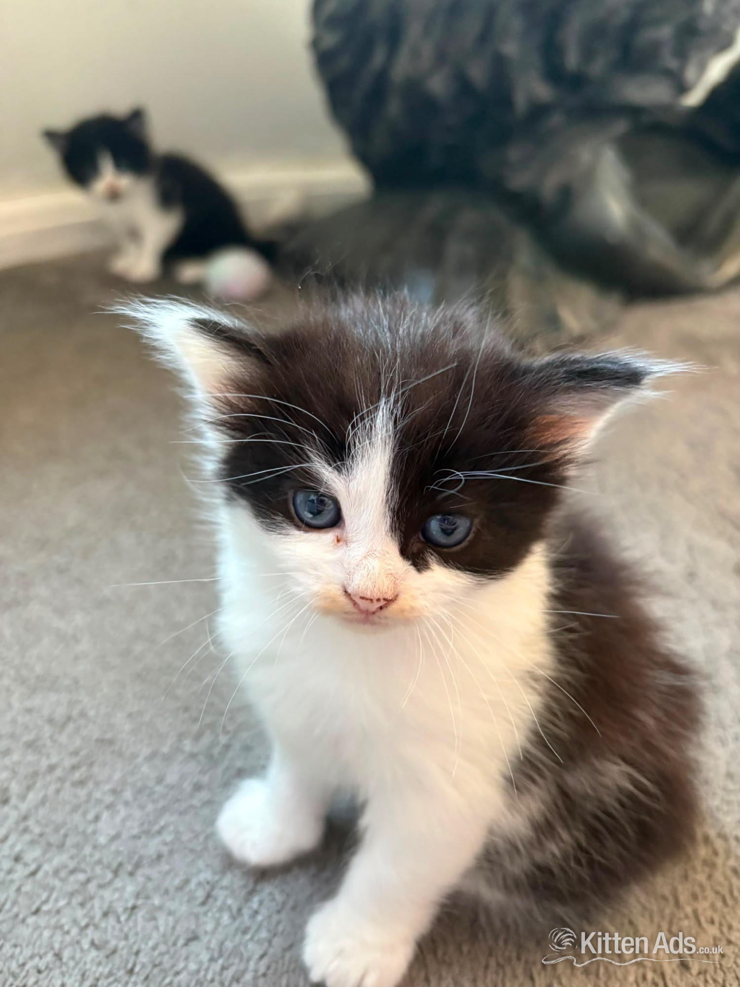 British Shorthair Cats and Kittens