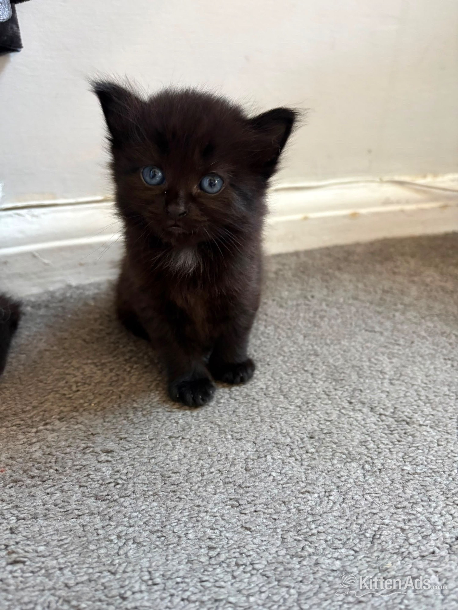 British Shorthair - Beautiful kittens for sale 