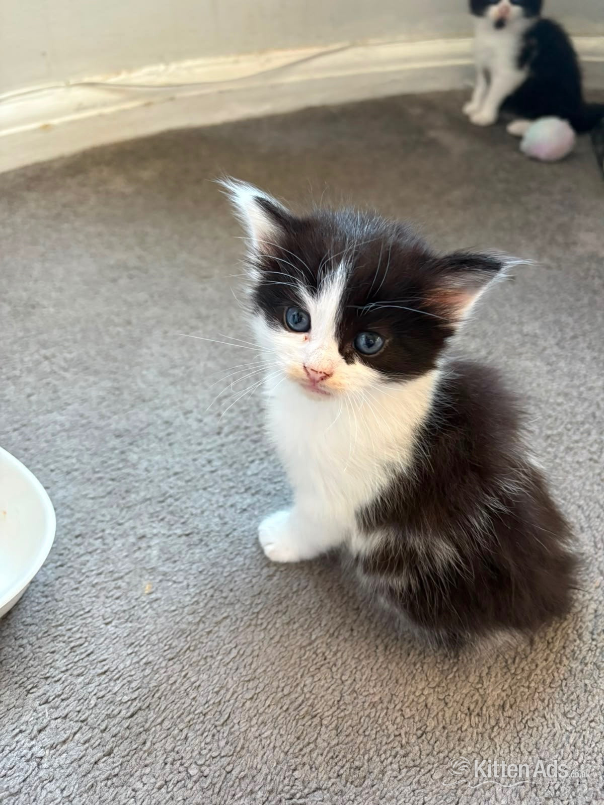 Beautiful kittens for sale  - British Shorthair