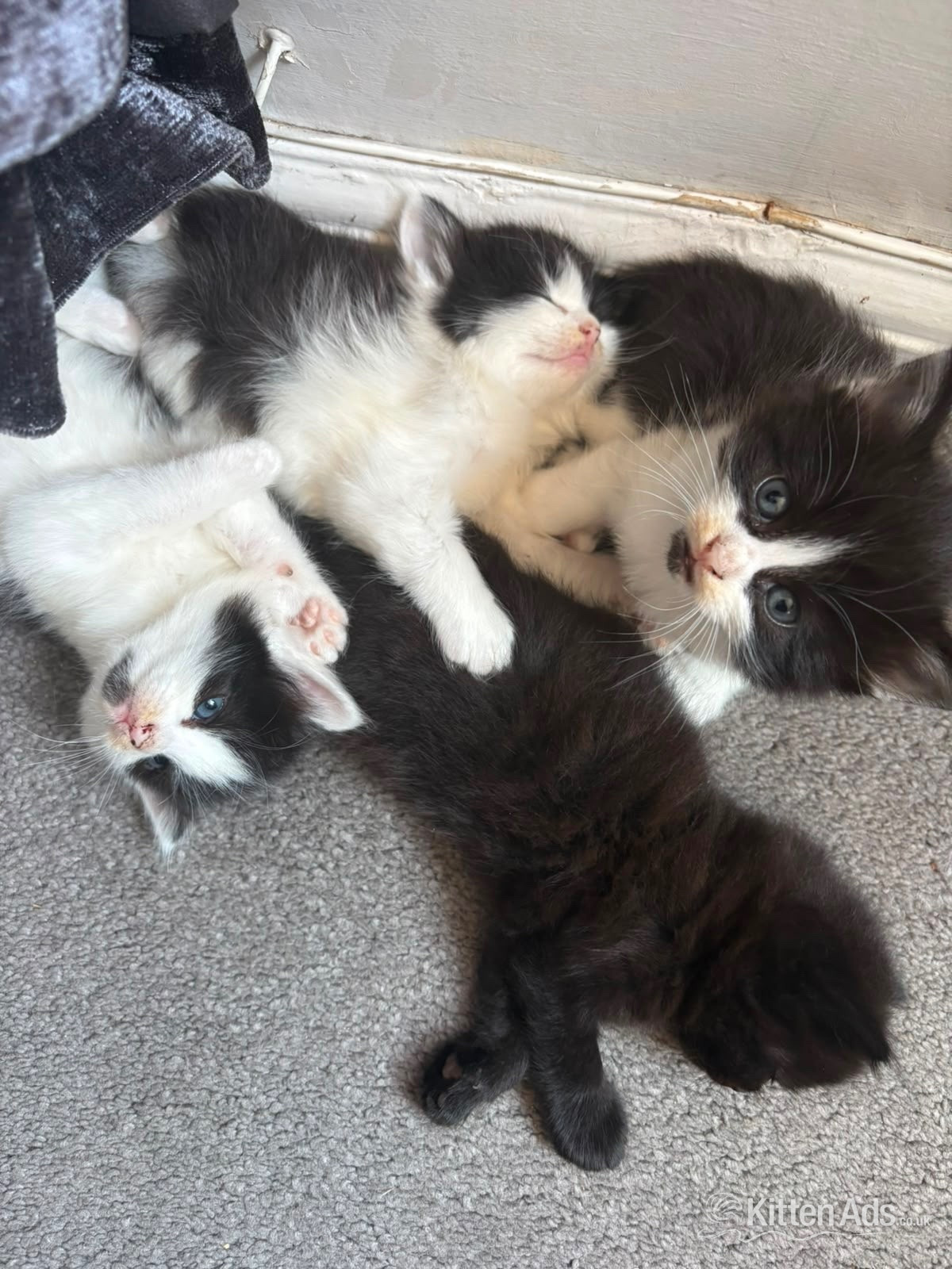 American Bobtail Cats and Kittens