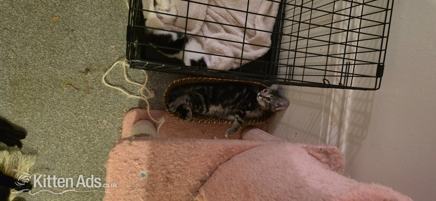  Cats and Kittens