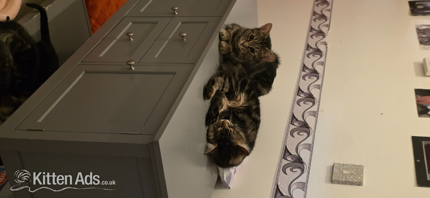  - Beautiful male kitten looking for a good home
