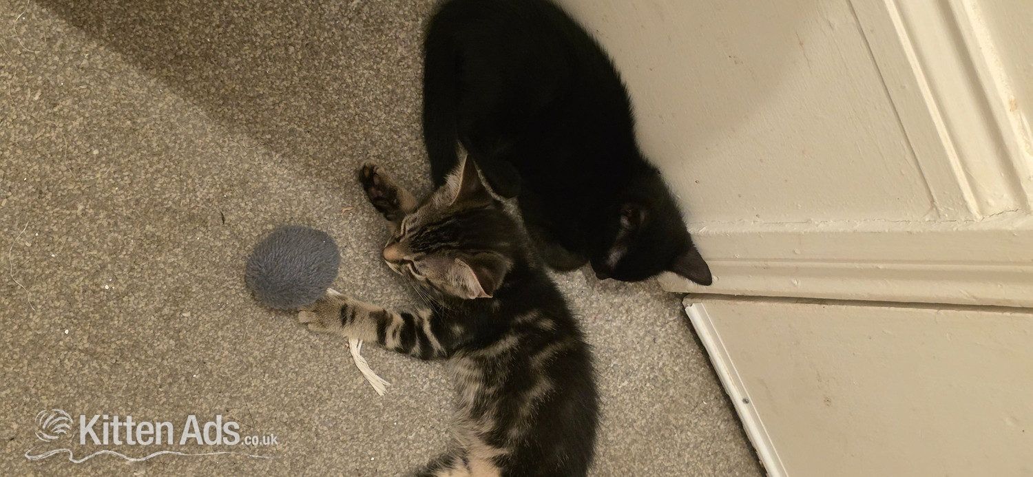 Beautiful male kitten looking for a good home - 