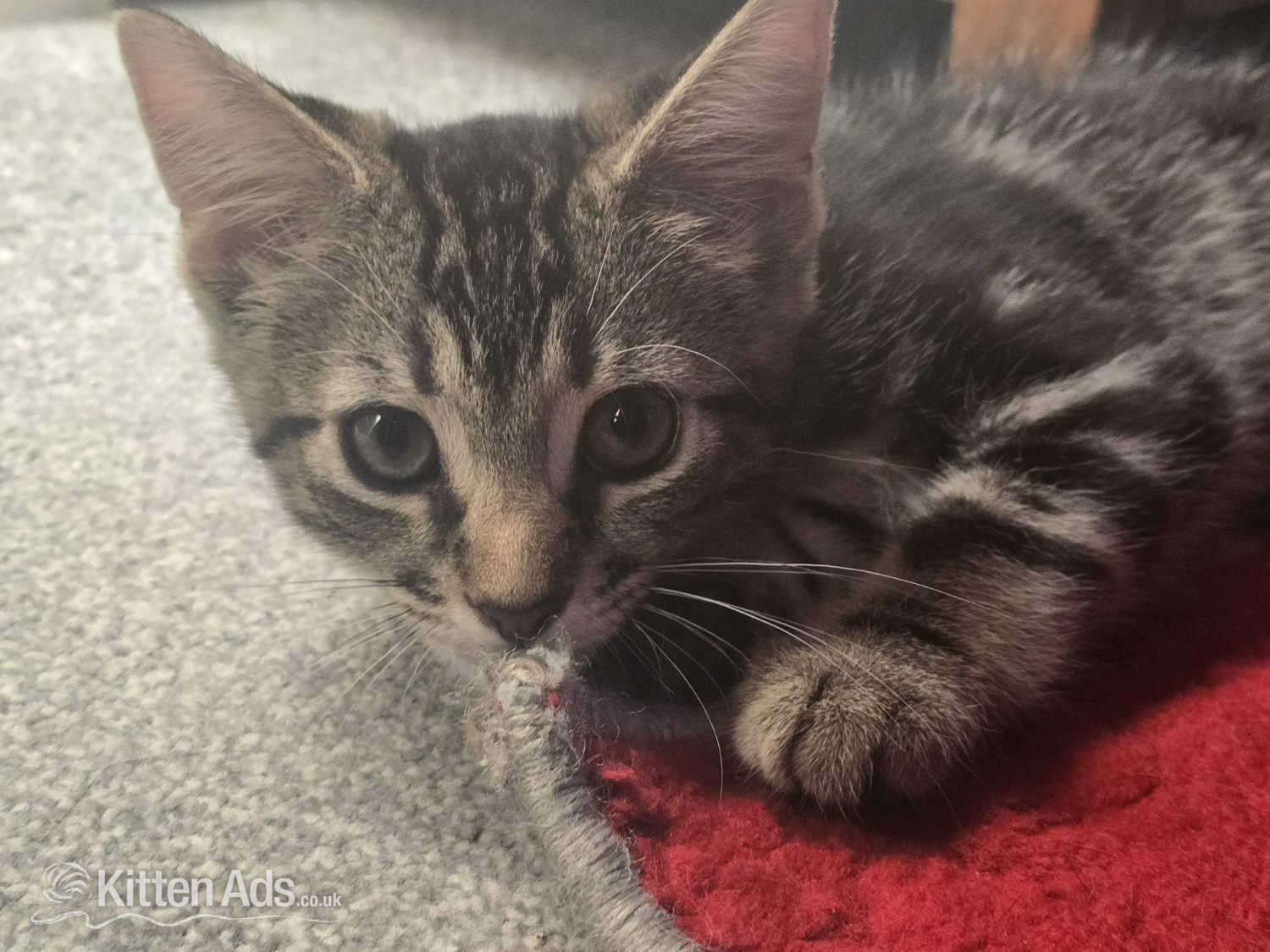 Beautiful male kitten looking for a good home in {LOCATION}