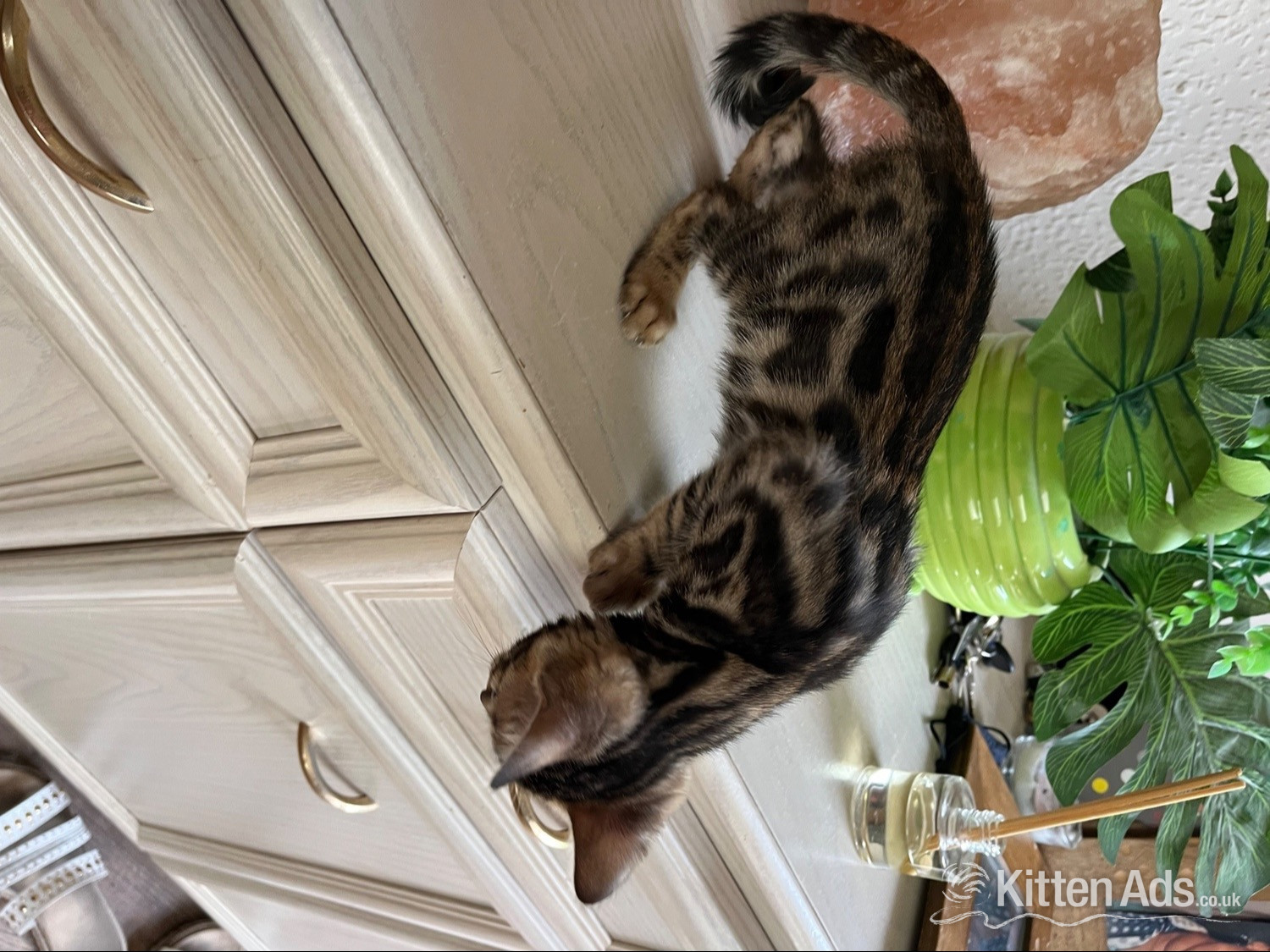 Bengal