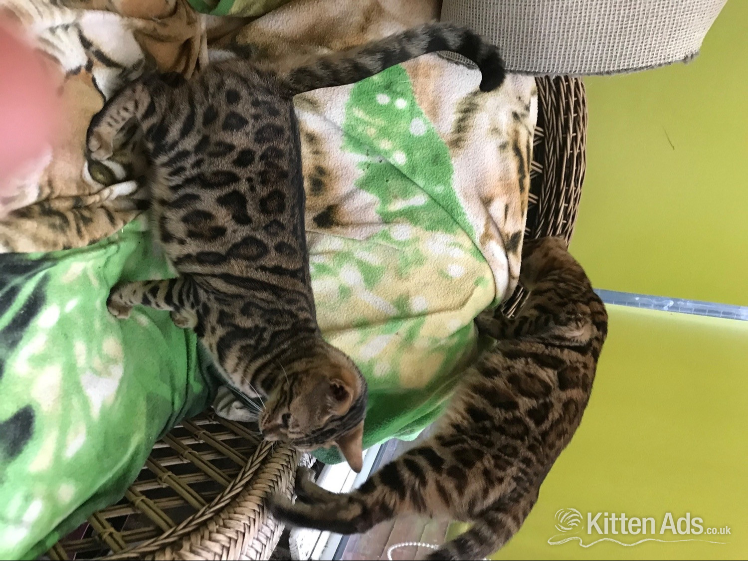Bengal Cats and Kittens