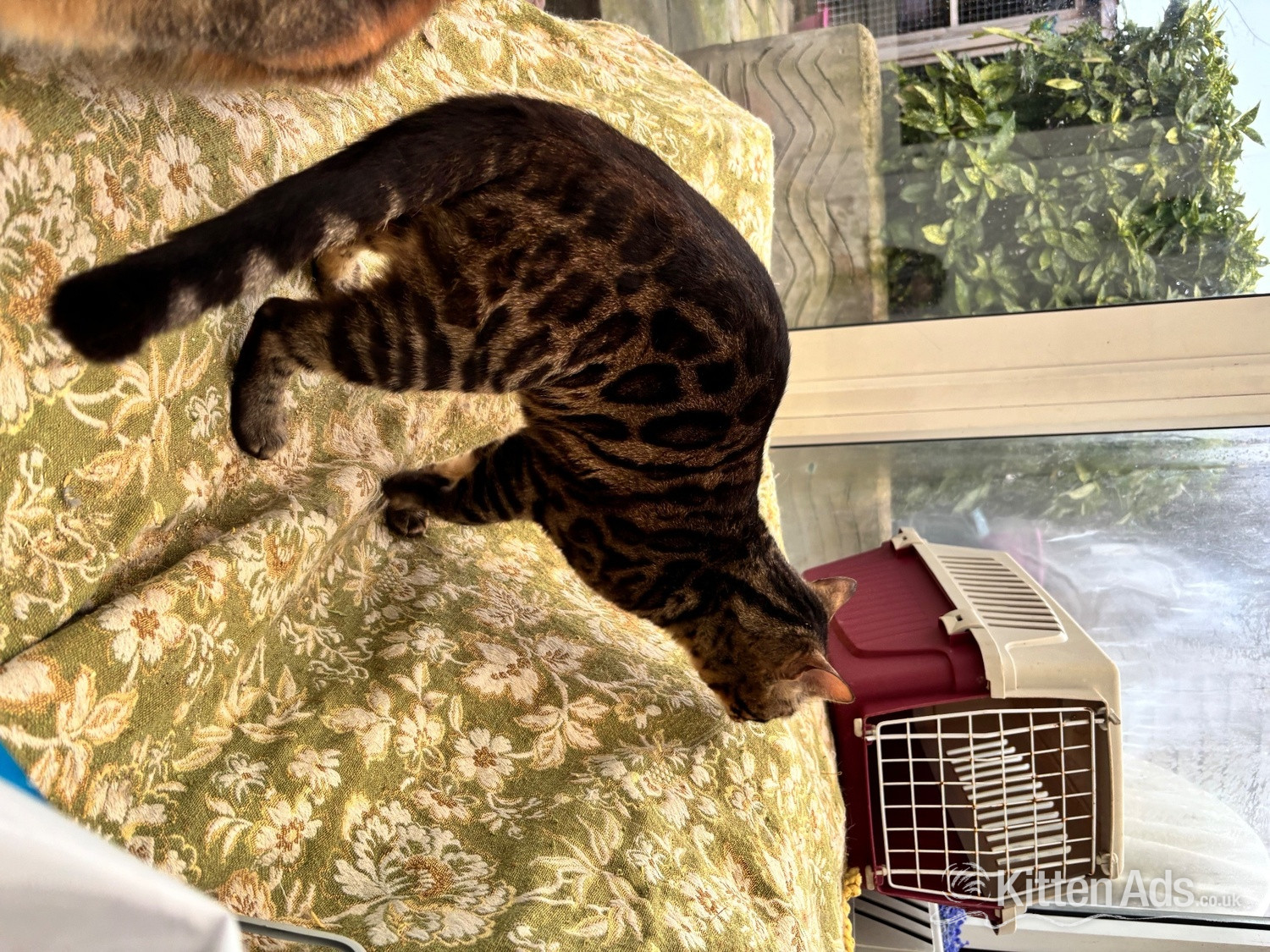Bengal - Adult bengal female