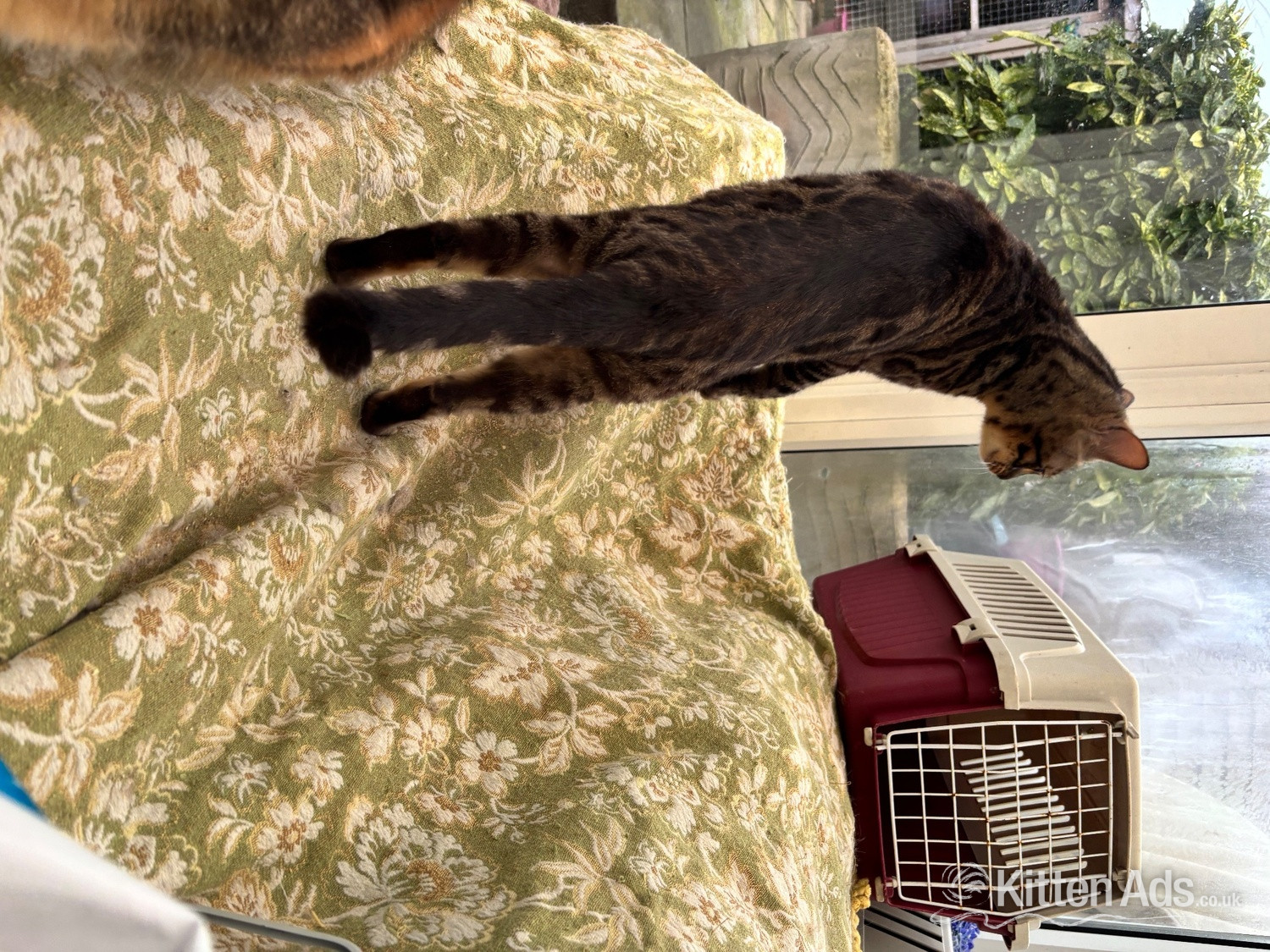 Adult bengal female - Bengal