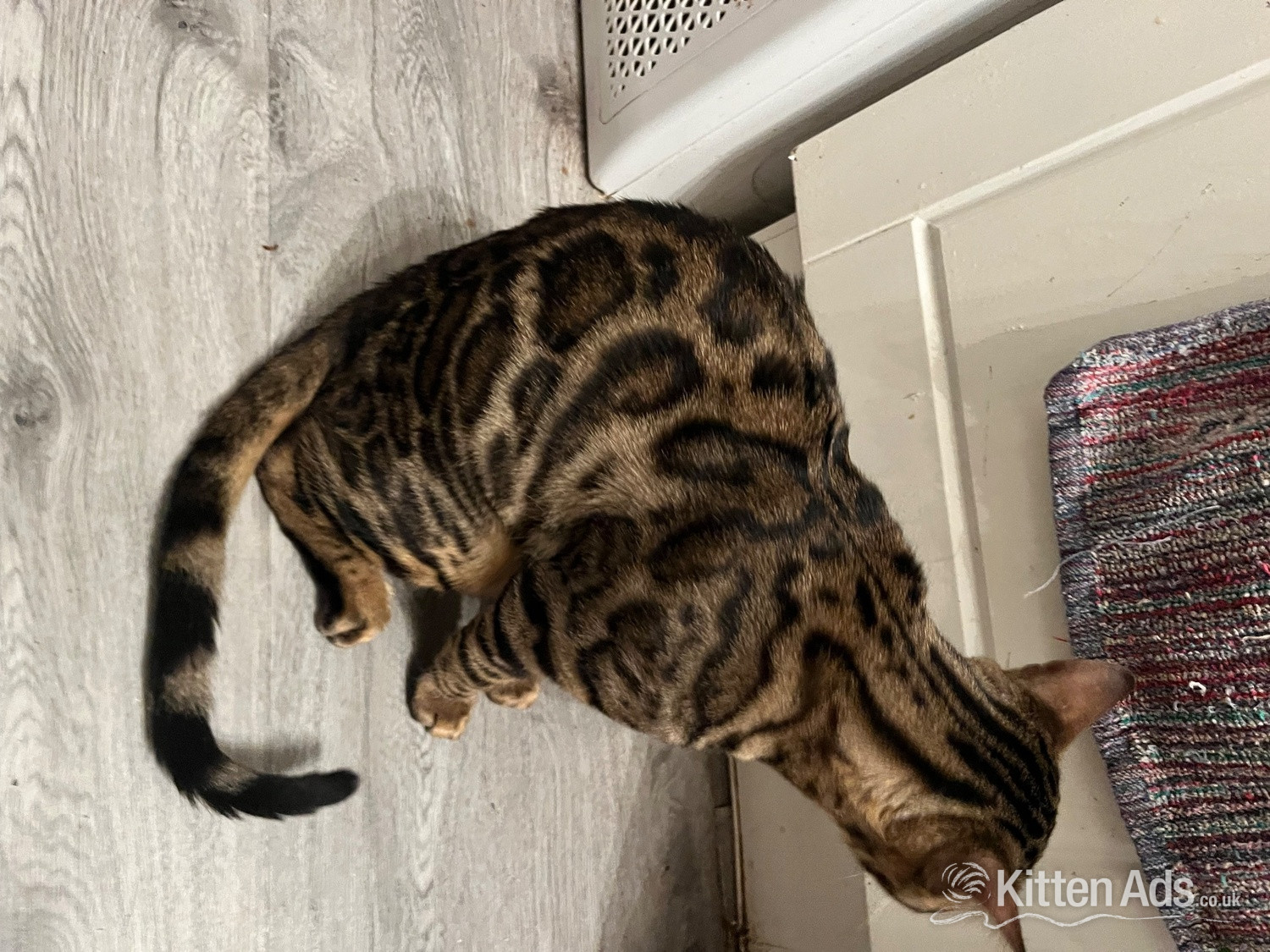 Adult bengal female in {LOCATION}