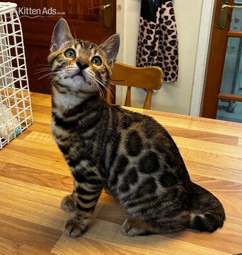 Show Quality Bengal Kitten