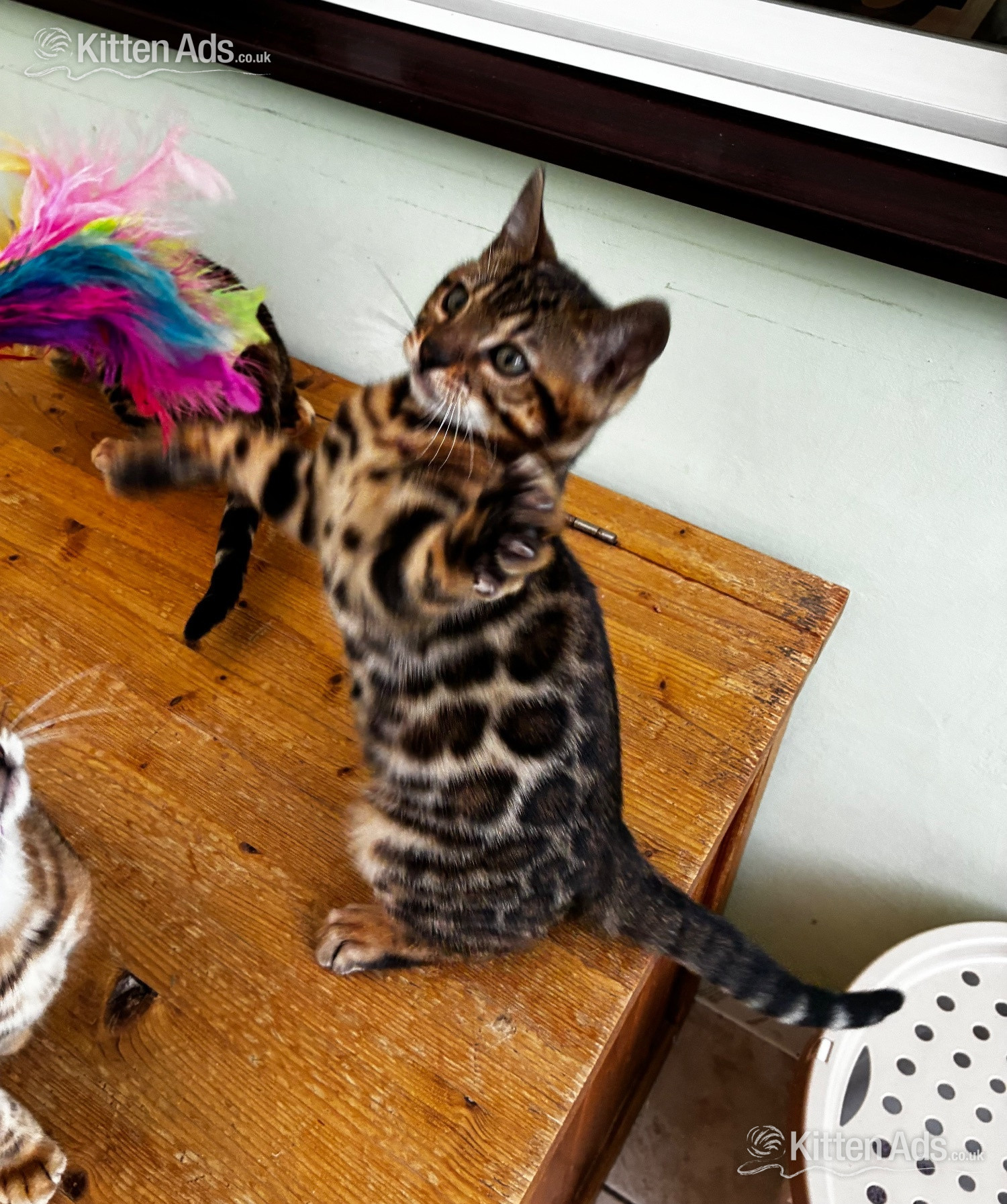  Cats and Kittens