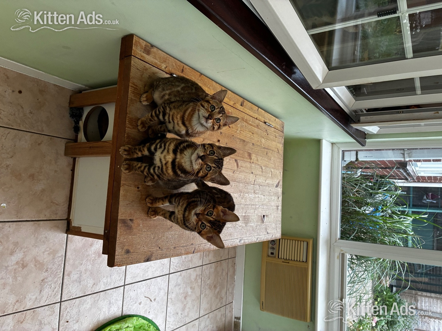  - Show Quality Bengal Kitten