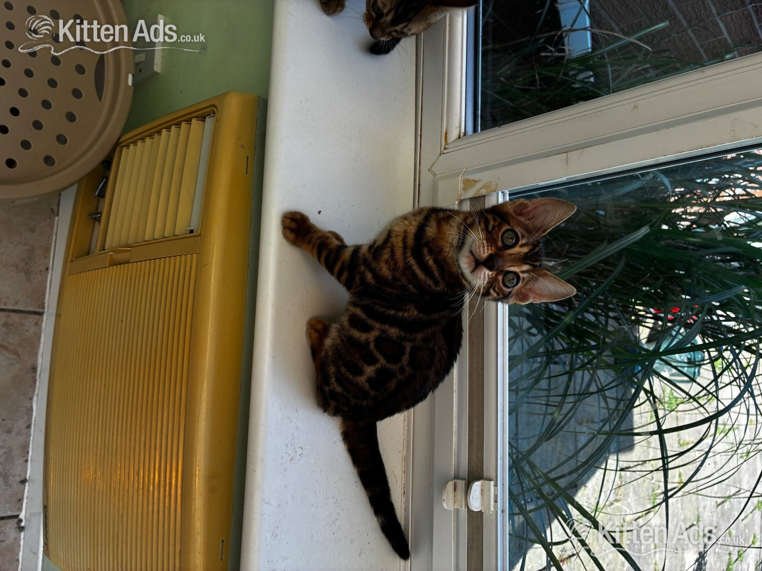 Show Quality Bengal Kitten - 