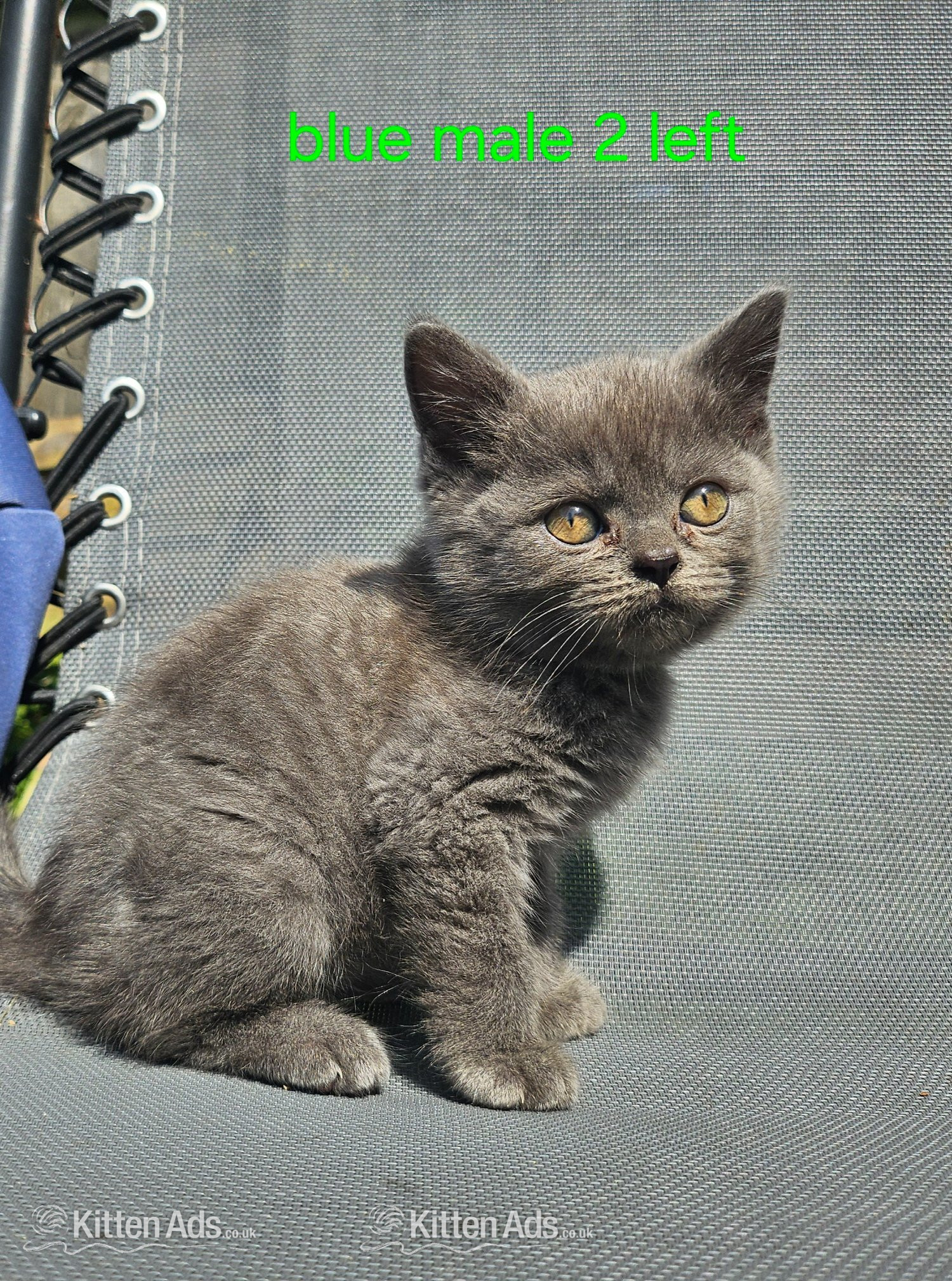  Cats and Kittens