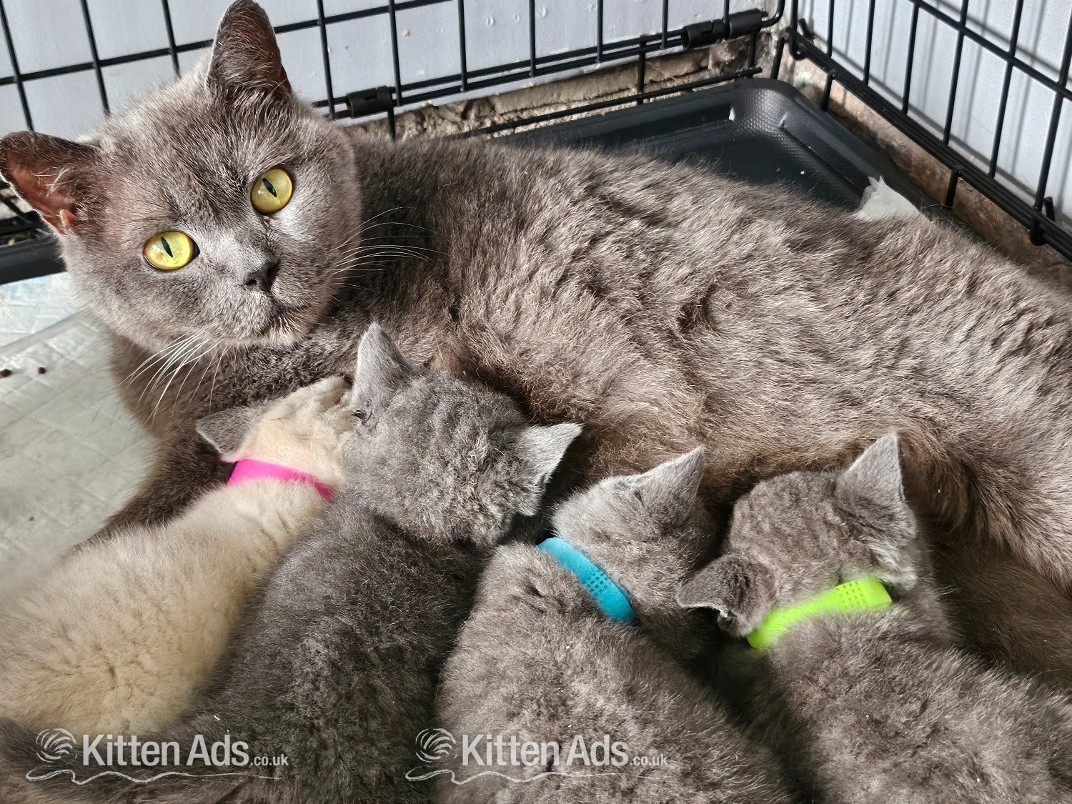 - British blue shorthairs kittens full pedigree 