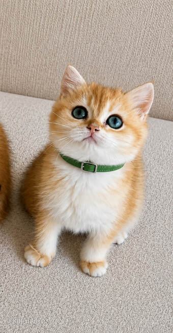 ?Tica registered ny12 British Shorthair Boys?