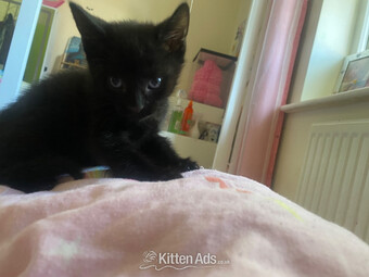 Three male kittens