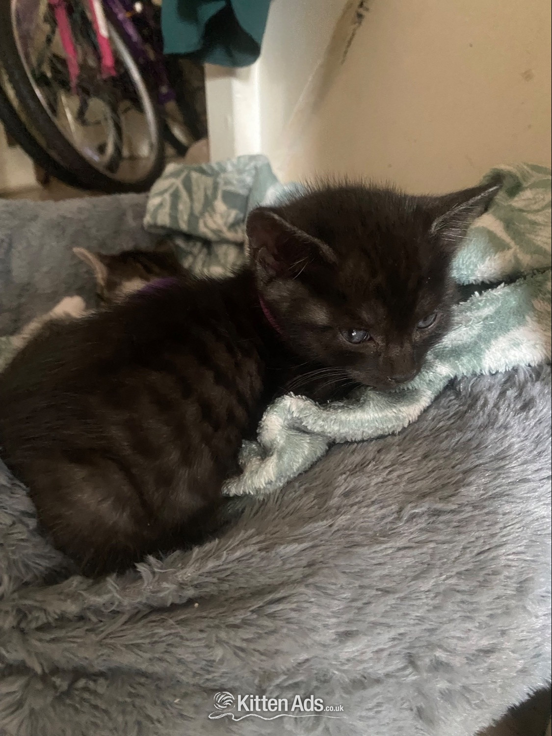  Cats and Kittens