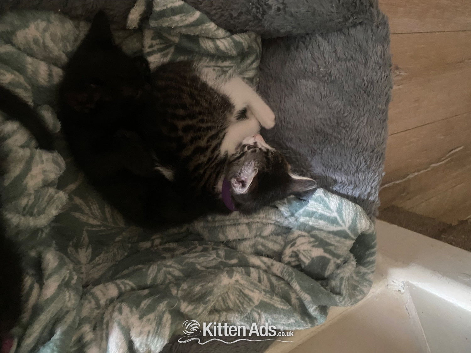 - Three male kittens