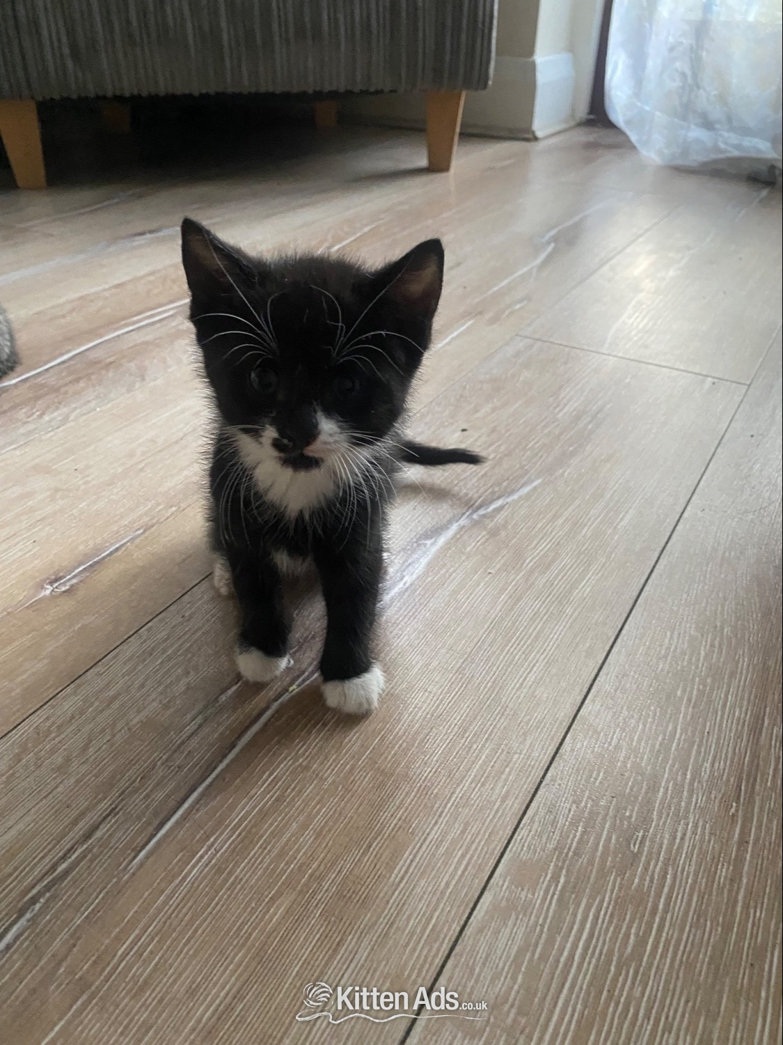 Three male kittens - 