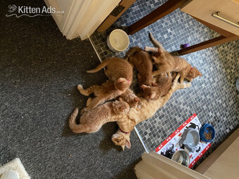 Ginger kittens for sale and looking for they?re loved home