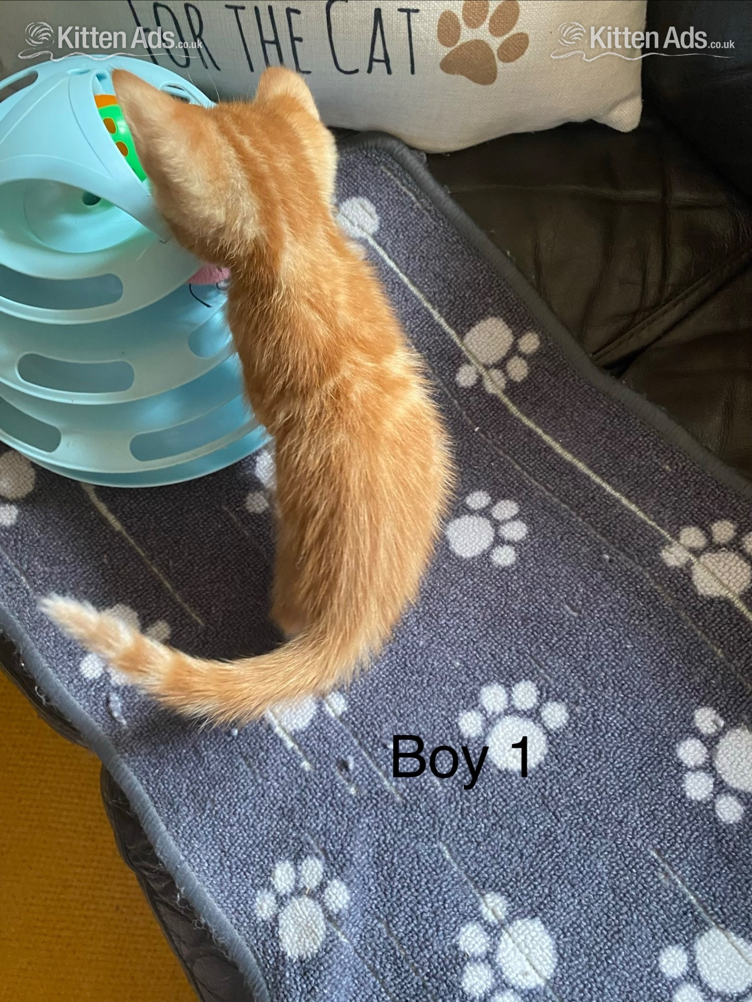  Cats and Kittens