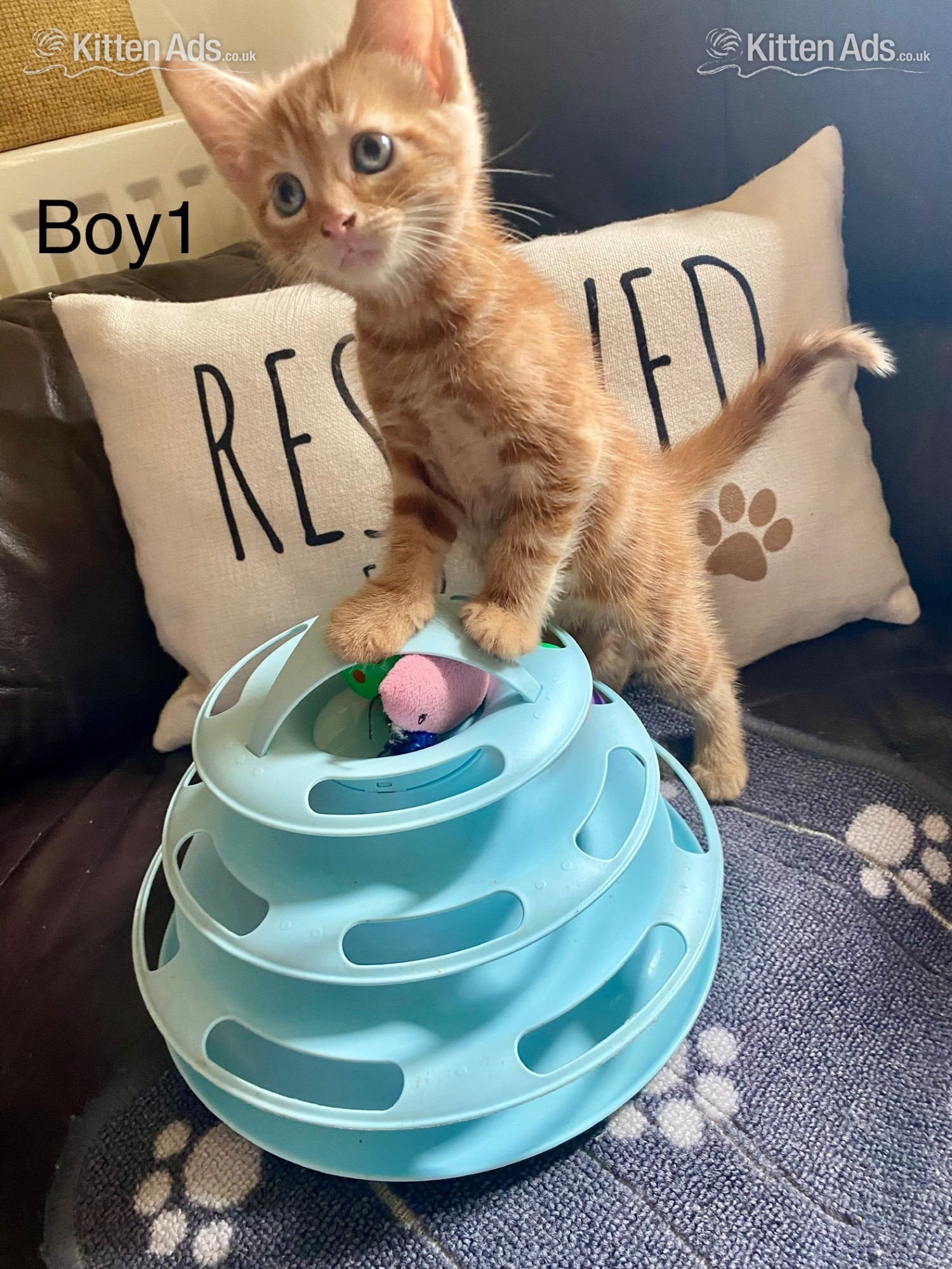  - Ginger kittens for sale and looking for they?re loved home