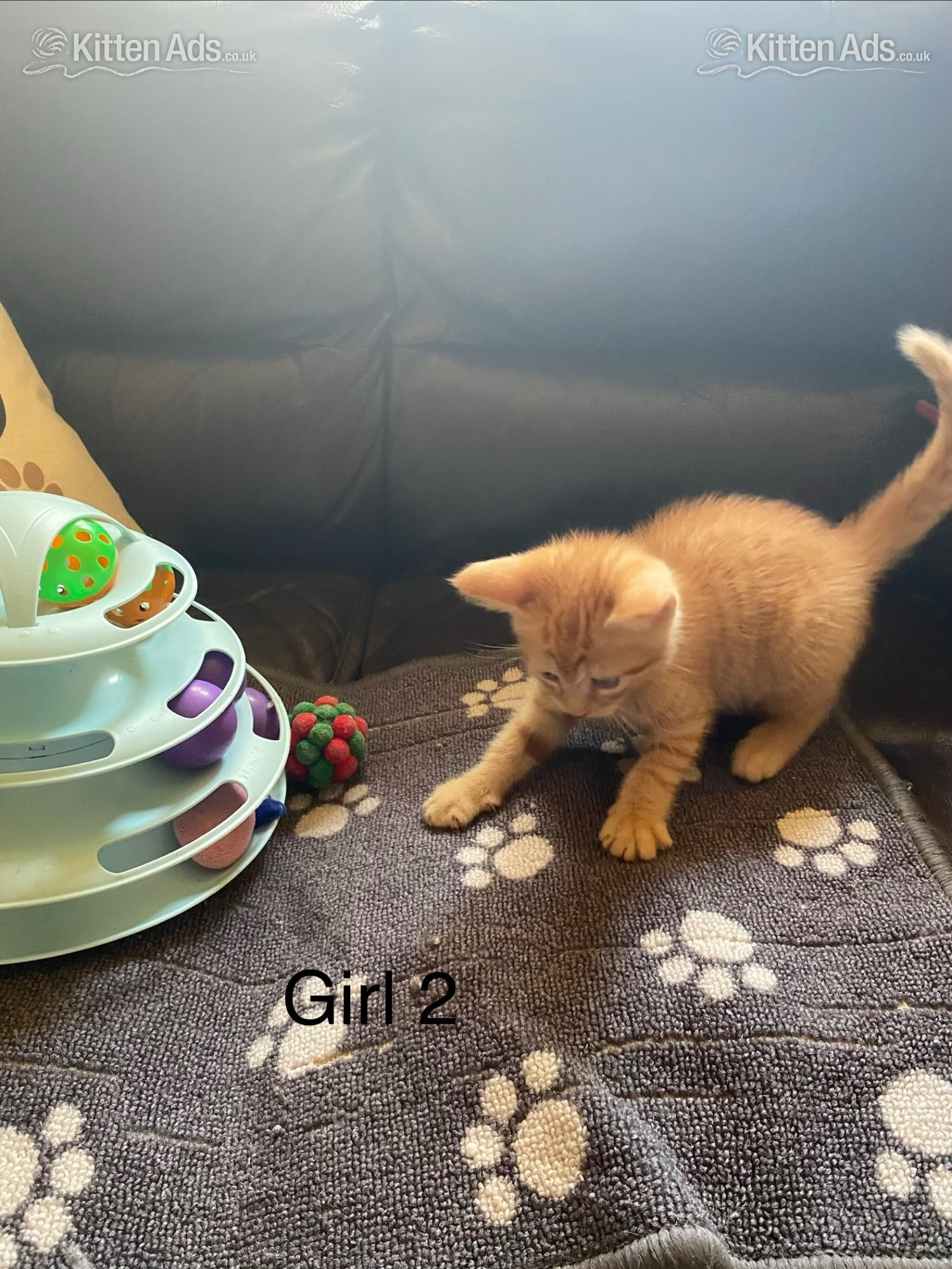 Ginger kittens for sale and looking for they?re loved home - 