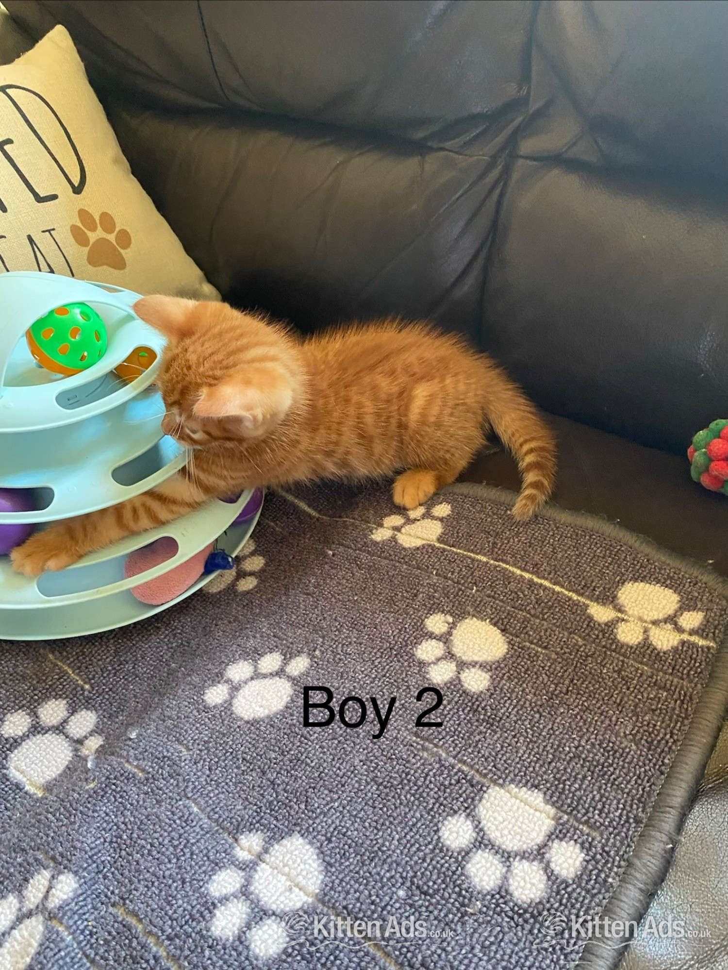 Bengal ginger mix kittens for sale in {LOCATION}