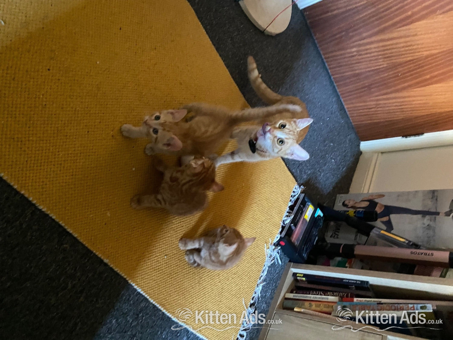  - Bengal ginger mix kittens for sale