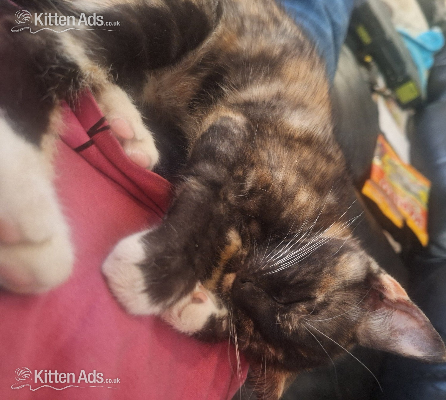  Cats and Kittens