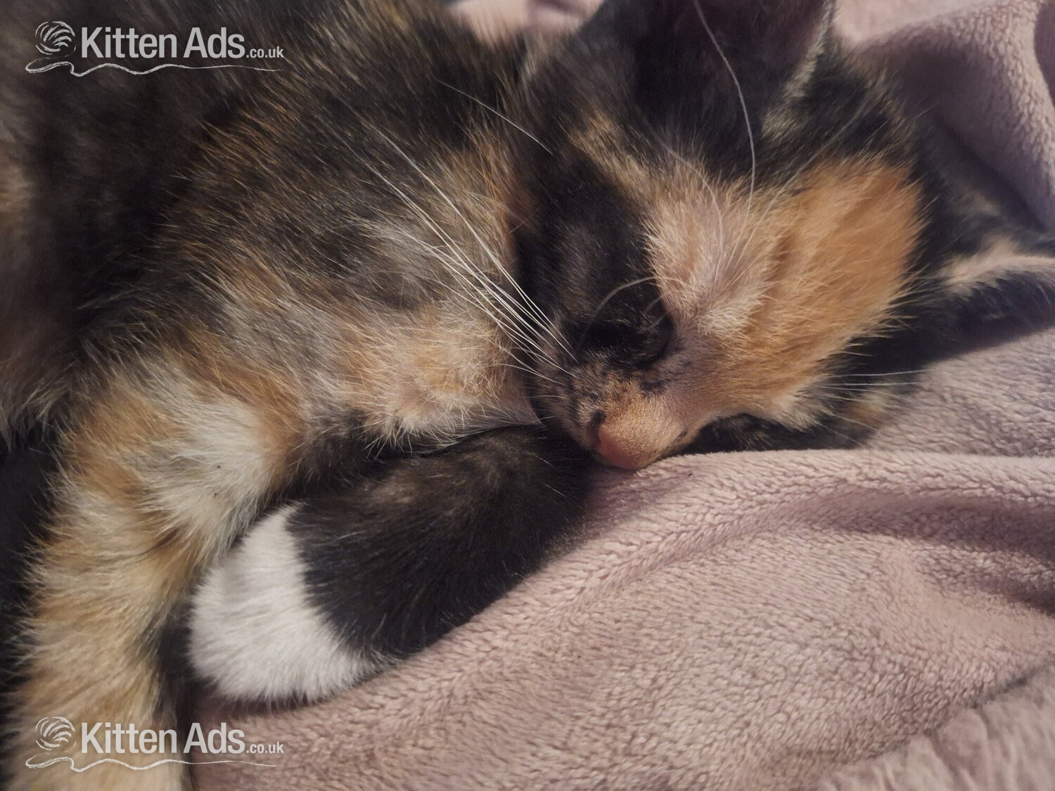  - 2 female  kittens. mother siameseseal point father ginger tom