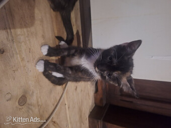 3 female  kittens. mother siameseseal point father ginger tom