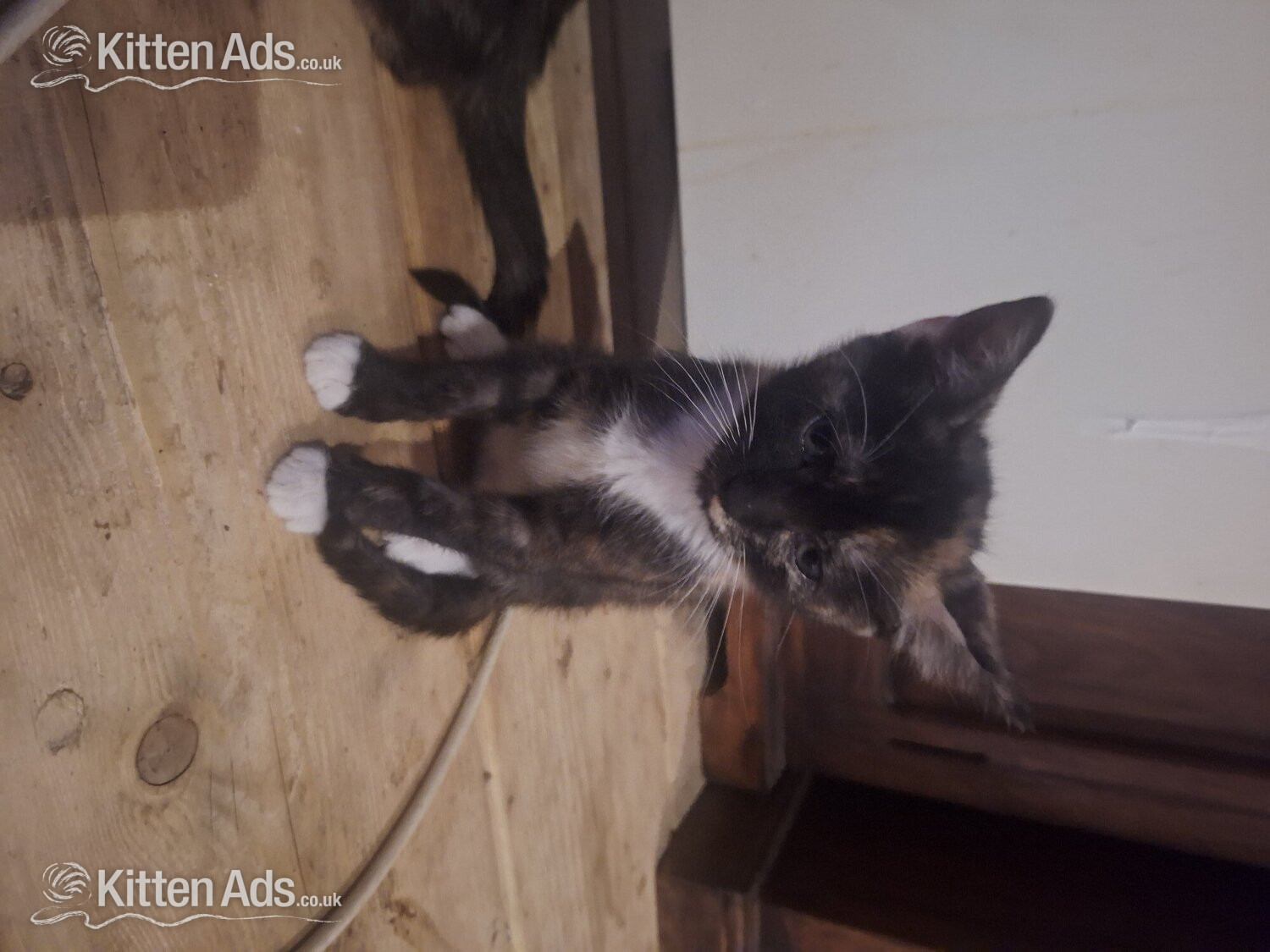 2 female  kittens. mother siameseseal point father ginger tom in {LOCATION}