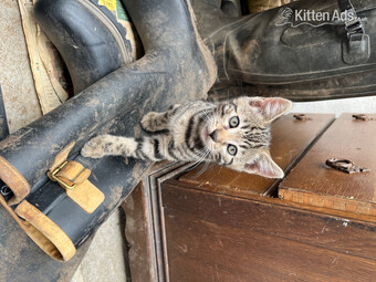 2 Bengal X boys beautiful markings. Friendly playful kittens