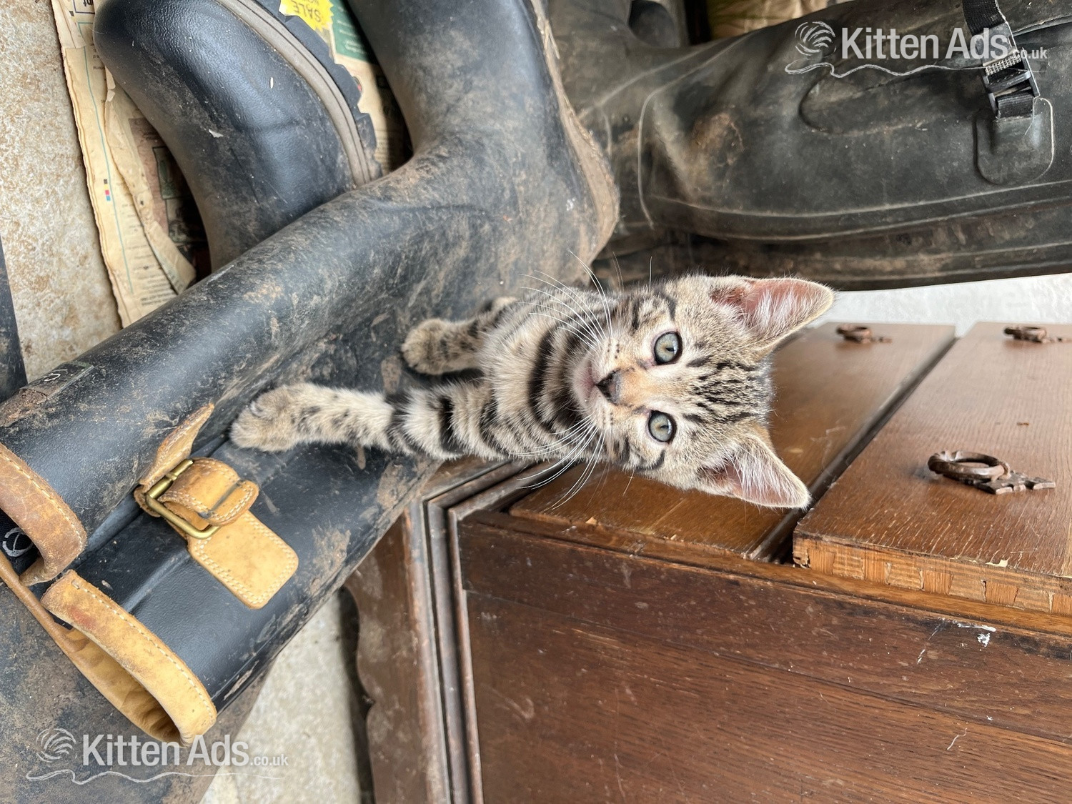 2 Bengal X boys beautiful markings. Friendly playful kittens in {LOCATION}