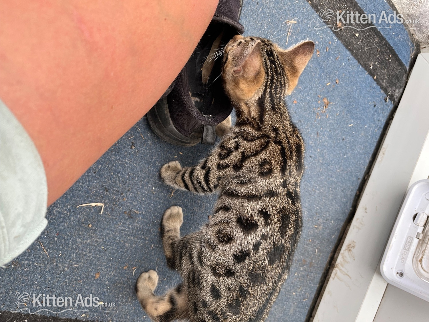  Cats and Kittens