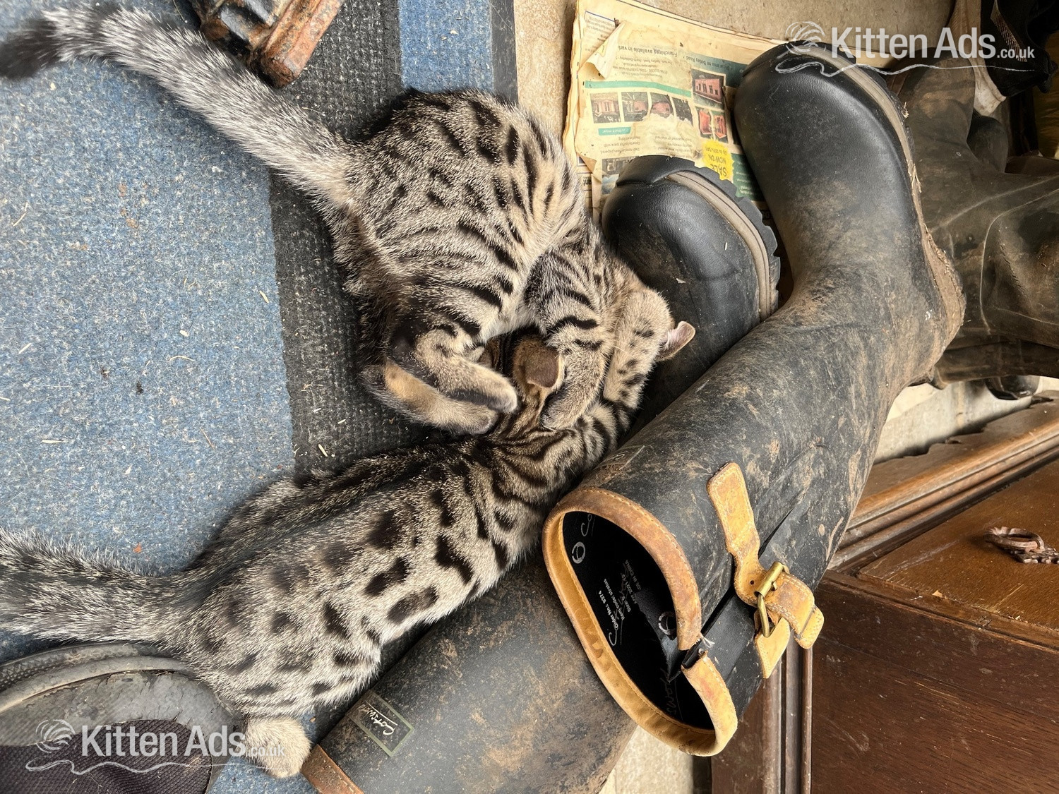  - 2 Bengal X boys beautiful markings. Friendly playful kittens