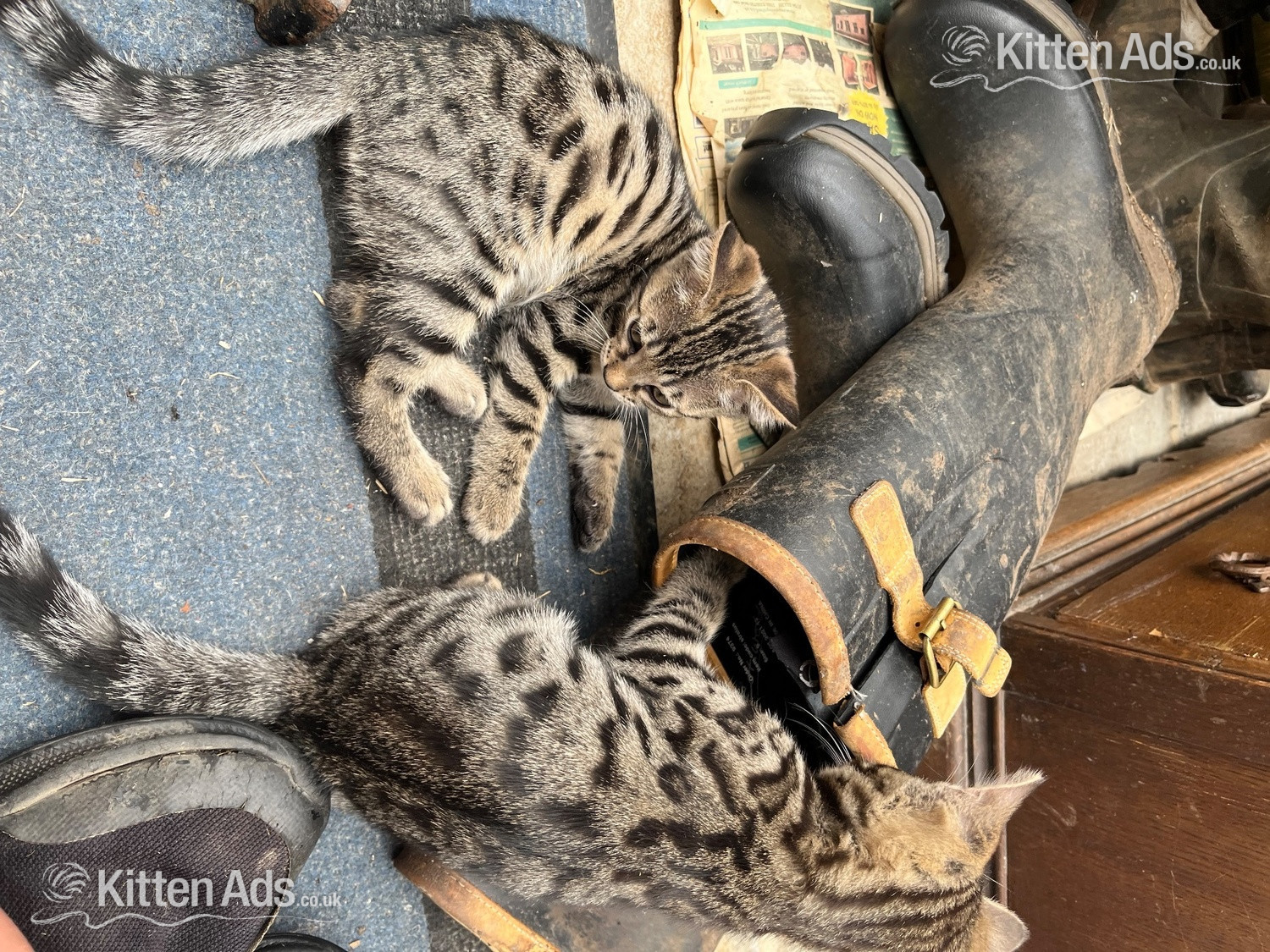2 Bengal X boys beautiful markings. Friendly playful kittens - 