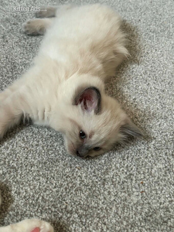 Beautiful ragdoll kittens 
