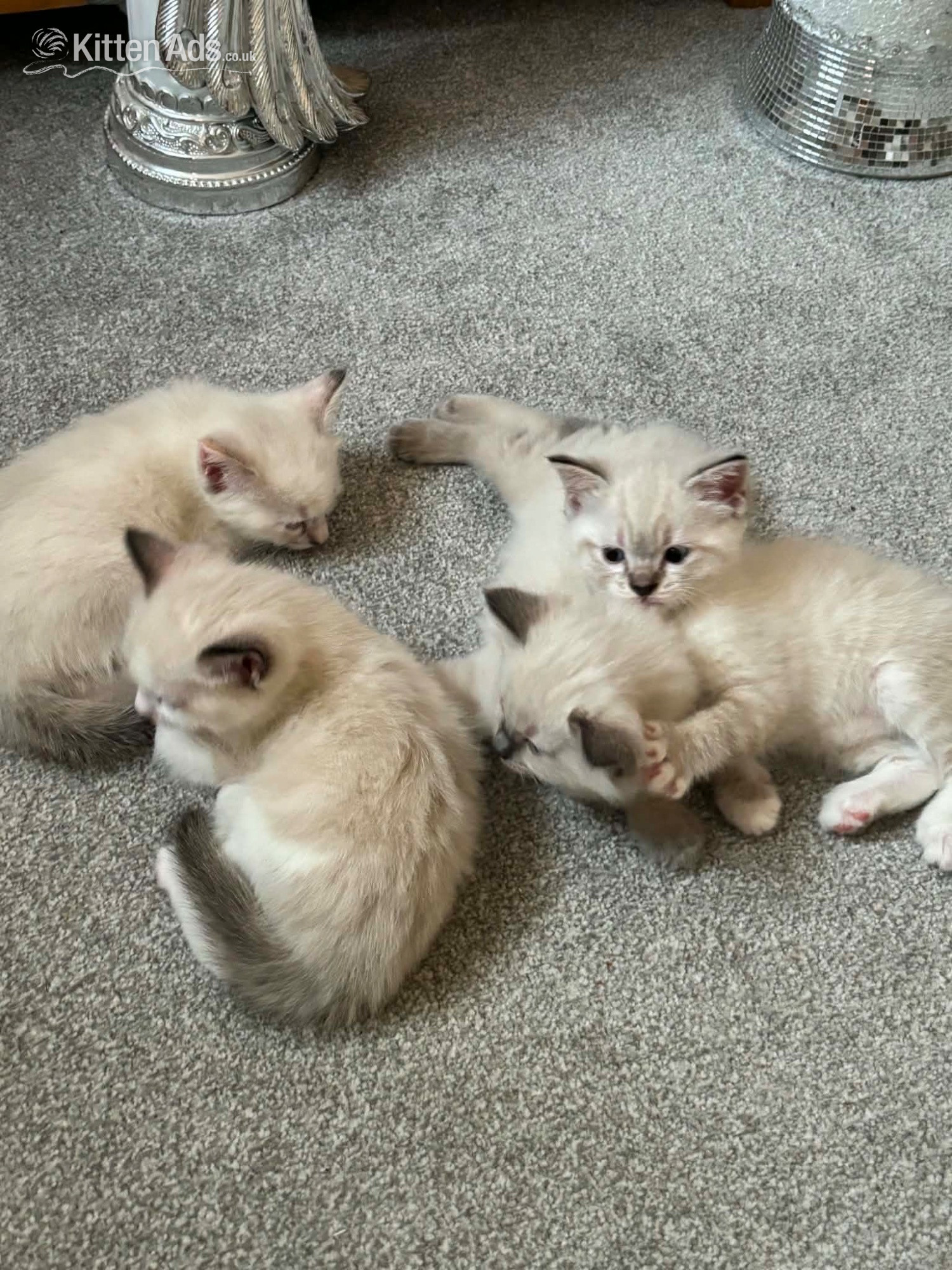 Beautiful ragdoll kittens  in {LOCATION}