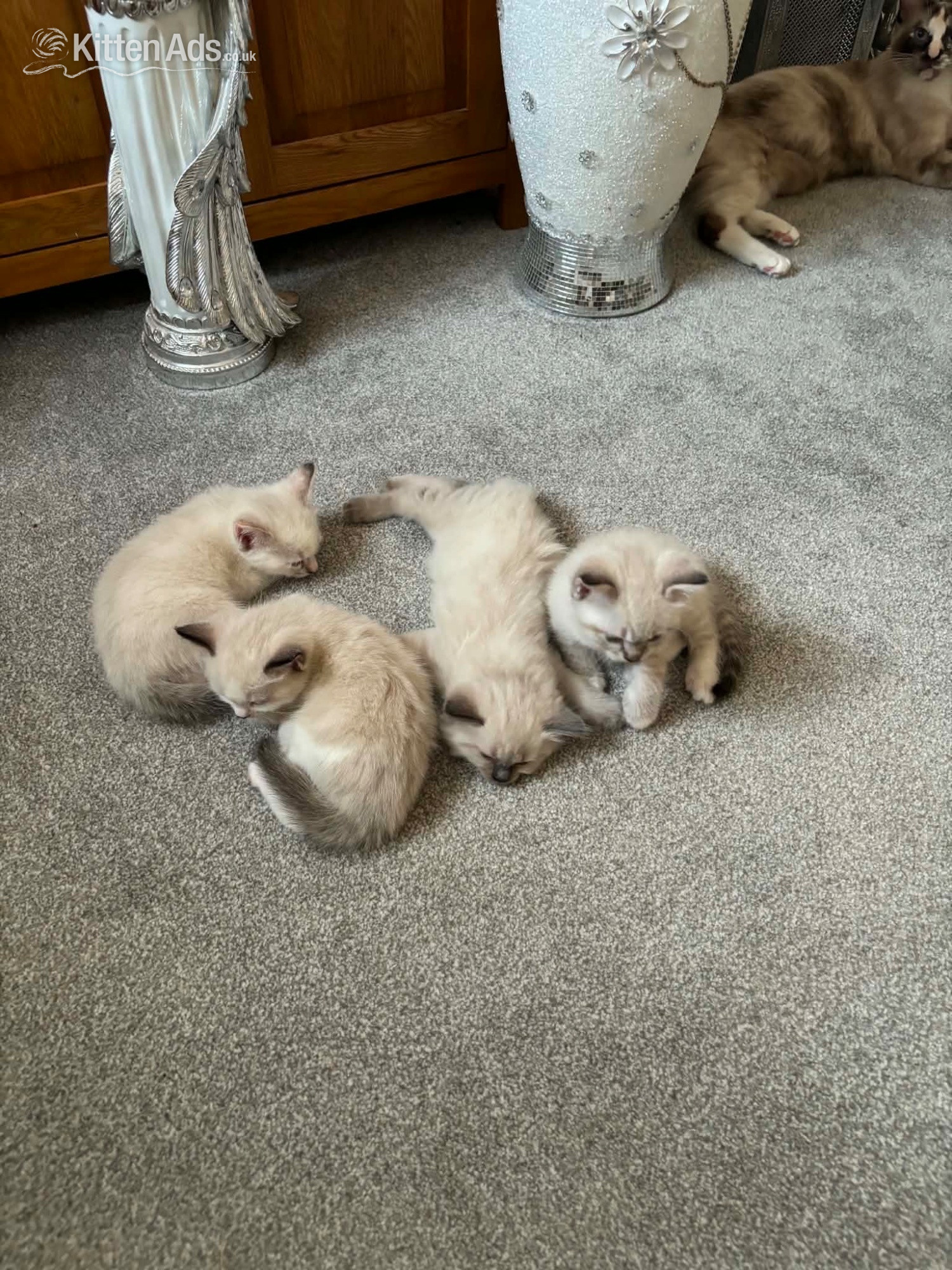 Ragdoll